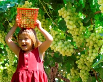 357703-grapes-tali.jpg סיור במושב לכיש ענבי טלי סוכות