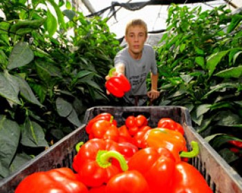 358068-arava.jpg אטרקציות לילדים בט"ו בשבט בערבה