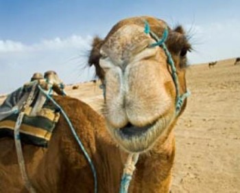 אירועי ט"ו בשבט בבאר שבע