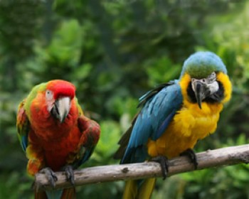 פורים שמח בחמת גדר