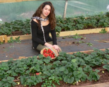 קטיף תותים באמת התנינים