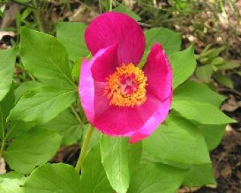 358408-ATT00642.JPG טיול אדמוניות החורש