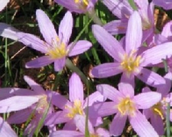 358688-flowers.JPG שעות סיפור במשכן העירוני למוסיקה ואמנויות לילדים