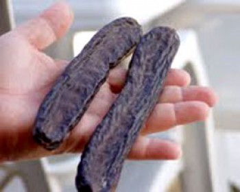 359058-haruv-tree.jpg קטיף חרובים ופעילויות לילדים ביער בן שמן