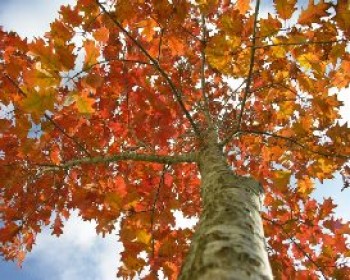 סיור שלכת למשפחות