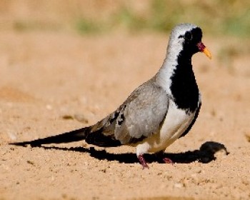 359637-צילום-דובי-קלעי-1.JPG חגיגת צפרות חורף בנגב לכל המשפחה