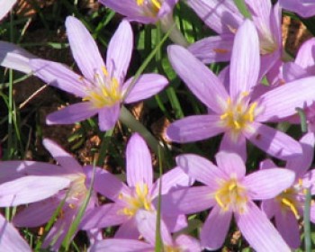 359644-flowers.jpg פעילויות לילדים בחולון