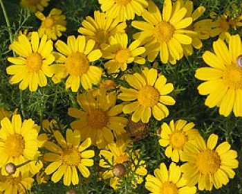 359721-flowersinisrael.jpg הפנינג ט"ו בשבט באשדוד