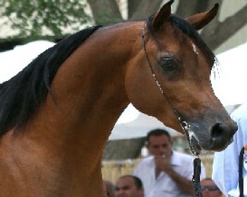 360128-Arabian-horse.JPG תחרות יופי של הסוס הערבי