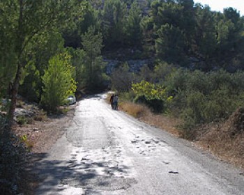 360277-forest-in-israel.jpg חוגגים עצמאות 64 עם קק"ל- אירועי עצמאות 2012
