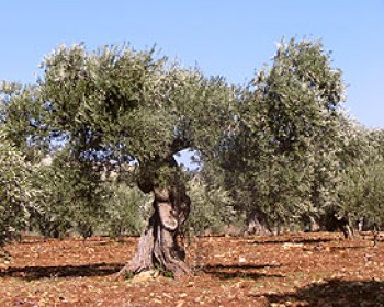 360756-olivetree.jpg סיורים לכל המשפחה עם רשות הטבע והגנים בהר בקעה וים המלח