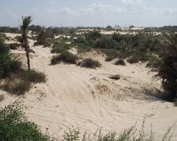 360932-Nitzanim-Sands.JPG טיולי משפחות עם החברה להגנת הטבע
