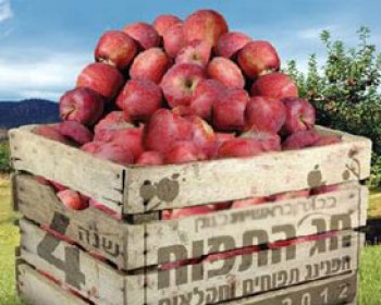 חג התפוח 2012 בבוסתן בראשית בגולן