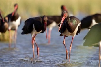 טיולי משפחות עם קק"ל