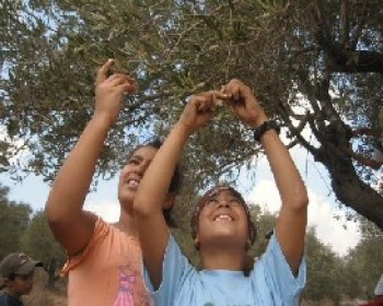 361402-Olive-Harvest.JPG טיולי משפחות עם החברה להגנת הטבע