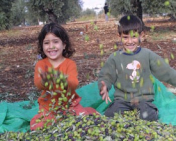 פסטיבל ימי ענף הזית 2012