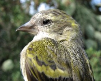 361449-Bird-ringing-Ramat-Hanadiv.JPG טיבוע ציפור ברמת הנדיב