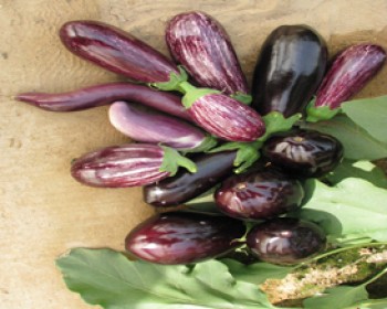 361506-Picture-107.jpg חנוכה בתחנת המחקר החקלאית בערבה