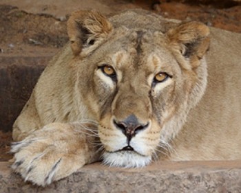 361587-163266-lion.jpg פסח בחי-כיף גן החיות של ראשל"צ