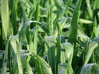 ט"ו בשבט 2013 בחוות תבלין בגן