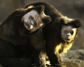 362196-MONKY.jpg פעילויות יום העצמאות בפארק הקופים