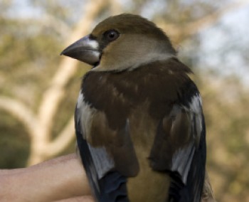 טיבוע ציפורים - פעילות לכל המשפחה בגן הבוטני