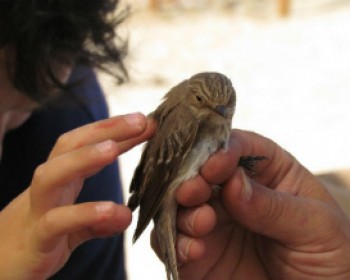 363057-BIRD11.jpg פעילויות לילדים בחופש בפארק אריאל שרון