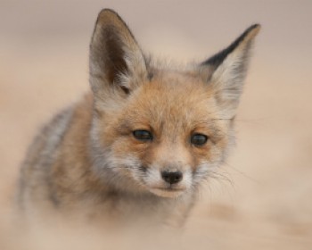 363077-animals-EranHyams.jpg קיץ פראי במוזיאון ארץ ישראל - פעילויות לילדים בחופש הגדול