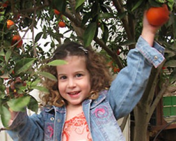 363507-pardes_2013.jpg פתיחת עונת הקטיף בפרדס הקסום