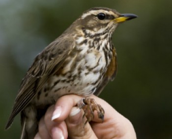 פעילות לכל המשפחה בגן הבוטני במכללת אורנים