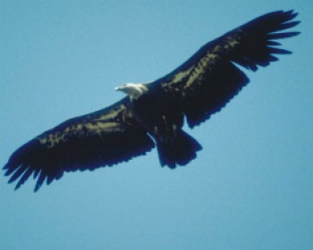 363813-NESHER.jpg טיול עם ילדים בשמורות הטבע והגנים הלאומיים