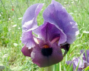 364486-IRUS.jpg טיולים ופעילויות לילדים בסוף השבוע ובחג פורים עם קק"ל