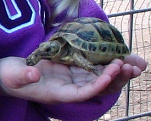 3648-zanzibar-1.jpg הפנינג סוכות בזנזיבר