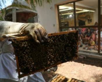 פסטיבל חגי תשרי בקיבוץ יד מרדכי לכל המשפחה - סוכות 2014