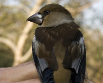 366303-BIRD.jpg טיבוע ציפורים בגן הבוטני בקריית טבעון