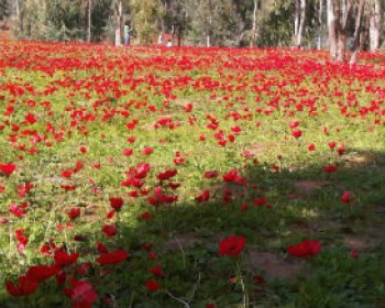 366432-DAROM-ADOM-2015.jpg סופשבוע של אהבה לטבע - פסטיבל דרום אדום 2015