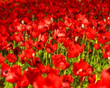 366434-ADOM.jpg סופשבוע של אהבה ומשפחה - פסטיבל דרום אדום 2015