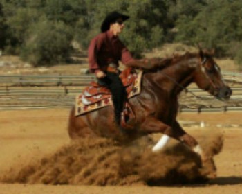 3837-HORSE.jpg דוהרים סביב העולם - מופעי חנוכה 2013