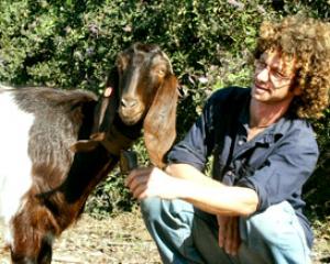 38847-goat2.jpg מטיילים עם העיזים בפורים ברמת הנדיב