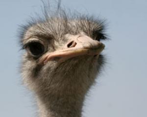 40681-yotveta.jpg שעת סיפור בגן החיות התנכי בירושלים