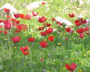 41592-calaniot.jpg שמוליק של זהרה