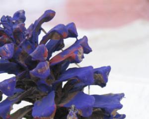 42185-etztrubal.jpg דורון מן הטבע - שעת סיפור