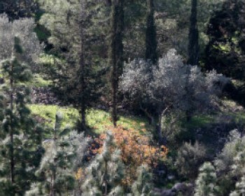 4238-KARMEL.jpg טיולים ופעילויות לילדים ביערות קק"ל