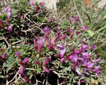 חגיגת שבועות בגולן