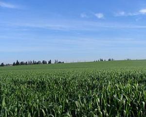 44078-greenfield.jpg בדרכי יואב- יום טבע וספורט