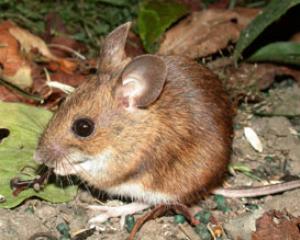 45120-roniyararoni.jpg עכבר העיר ועכבר הכפר
