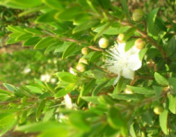 4514-NATURE.jpg מרוץ האיחוד החקלאי בשרון - אירועי ל"ג בעומר 2014