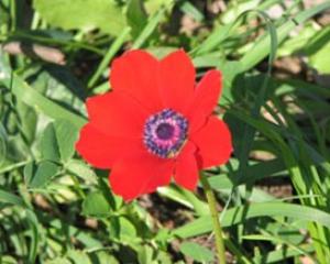 45703-calanit.jpg כלניות ומתקני מים - טיול פריחה ביער בארי