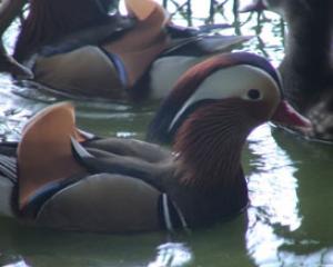 47213-purim-for-kids-in-hagam-hi.jpg פורים באגם חי יראון