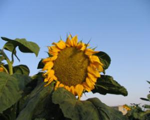 48140-dezert.jpg חוזרים לשטח